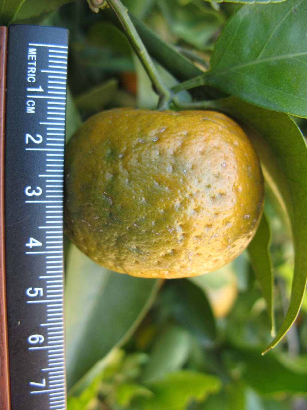              Fruit (Winter Haven, FL)       